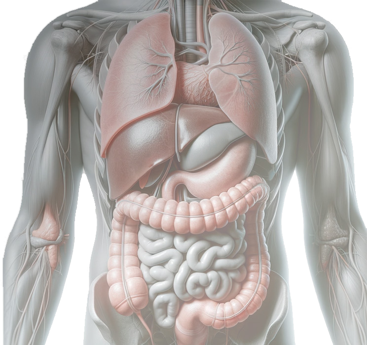 Gastroenterologista - Imagem Ilustrativa